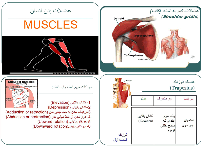 معرفی عضلات بدن pdf